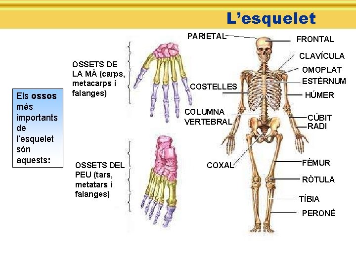L’esquelet PARIETAL Els ossos més importants de l’esquelet són aquests: OSSETS DE LA MÀ