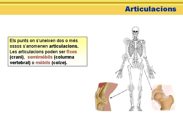 Articulacions Els punts on s’uneixen dos o més ossos s’anomenen articulacions. Les articulacions poden