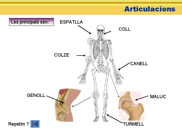 Articulacions Les principals són: ESPATLLA COLL COLZE CANELL GENOLL Repetim ? MALUC TURMELL 