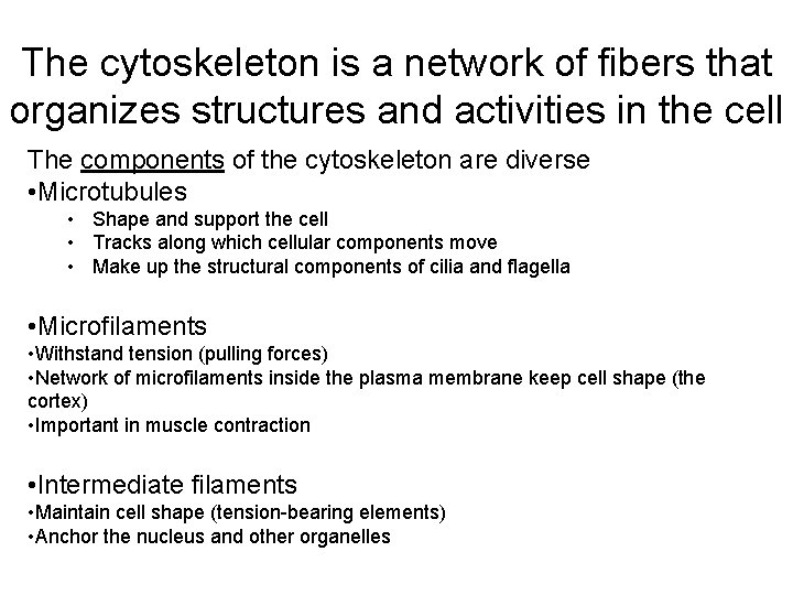 The cytoskeleton is a network of fibers that organizes structures and activities in the