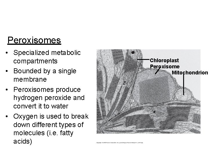 Peroxisomes • Specialized metabolic compartments • Bounded by a single membrane • Peroxisomes produce