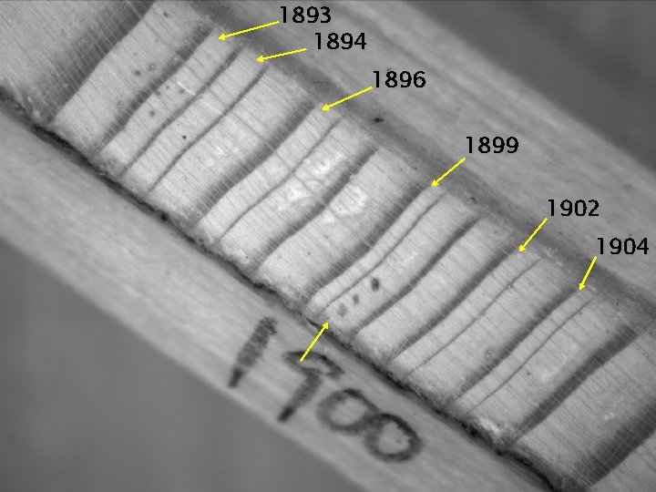 1893 1894 Principle of Crossdating 1896 1899 1902 1904 