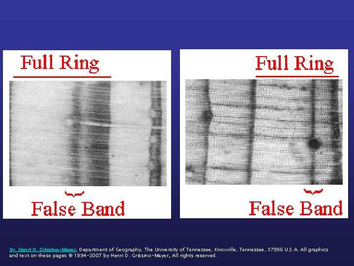 Dr. Henri D. Grissino-Mayer, Department of Geography, The University of Tennessee, Knoxville, Tennessee, 37996