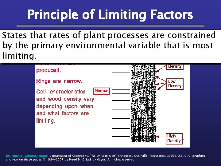 Principle of Limiting Factors States that rates of plant processes are constrained by the