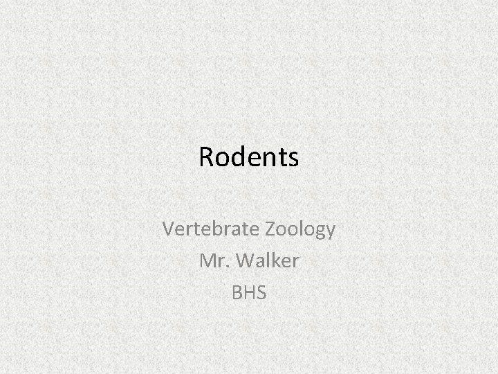 Rodents Vertebrate Zoology Mr. Walker BHS 