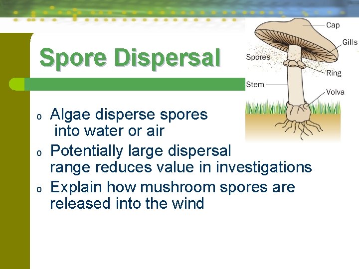 Spore Dispersal o o o Algae disperse spores into water or air Potentially large