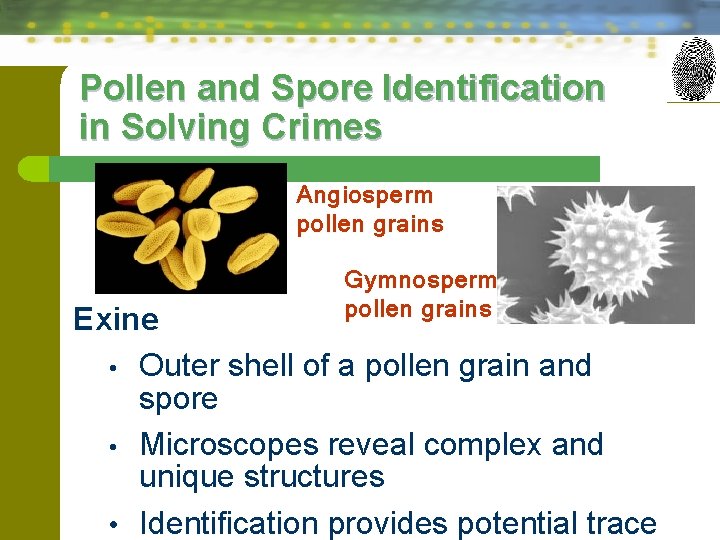 Pollen and Spore Identification in Solving Crimes Angiosperm pollen grains Gymnosperm pollen grains Exine