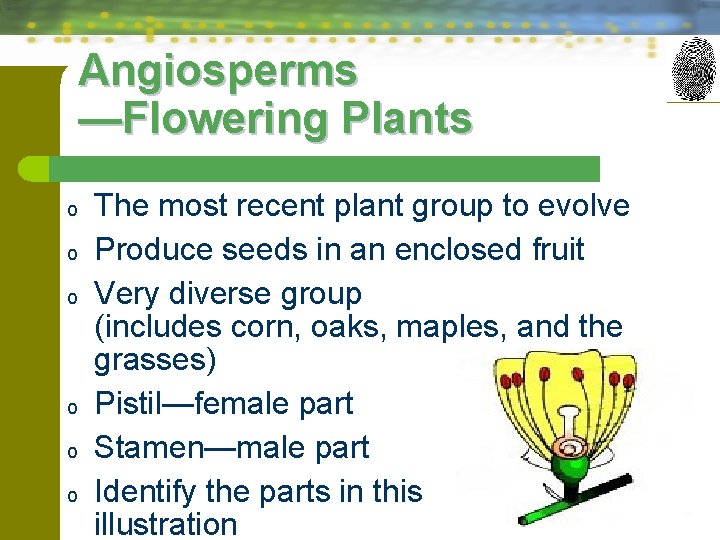 Angiosperms —Flowering Plants o o o The most recent plant group to evolve Produce