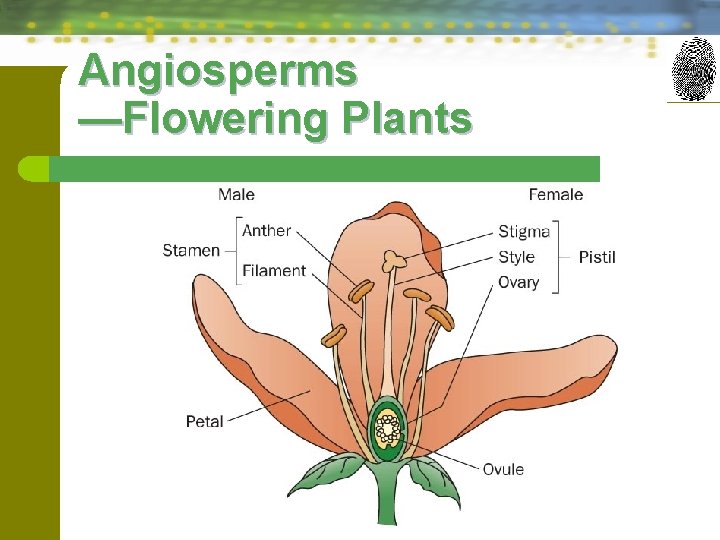 Angiosperms —Flowering Plants 