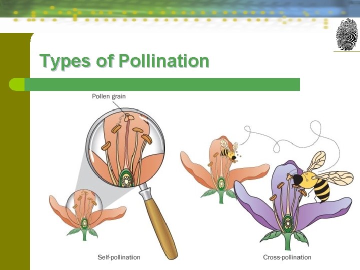 Types of Pollination 