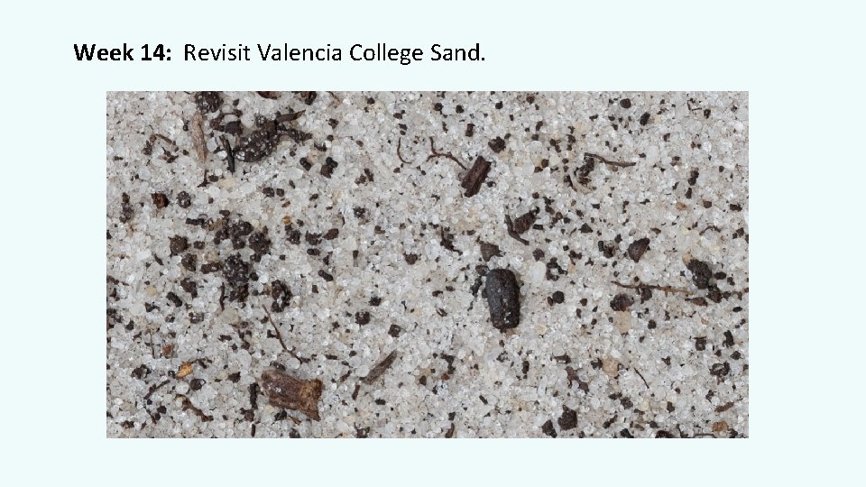 Week 14: Revisit Valencia College Sand. 