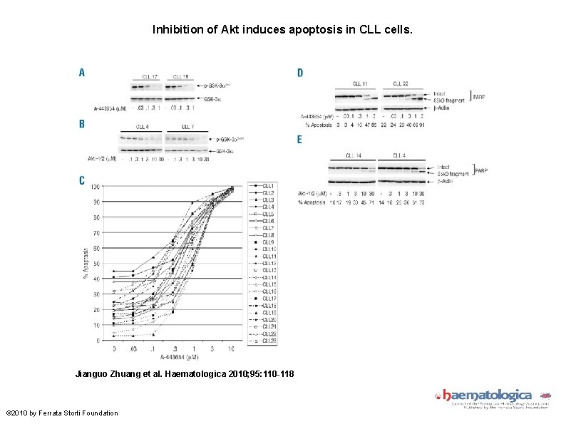 Inhibition of Akt induces apoptosis in CLL cells. Jianguo Zhuang et al. Haematologica 2010;