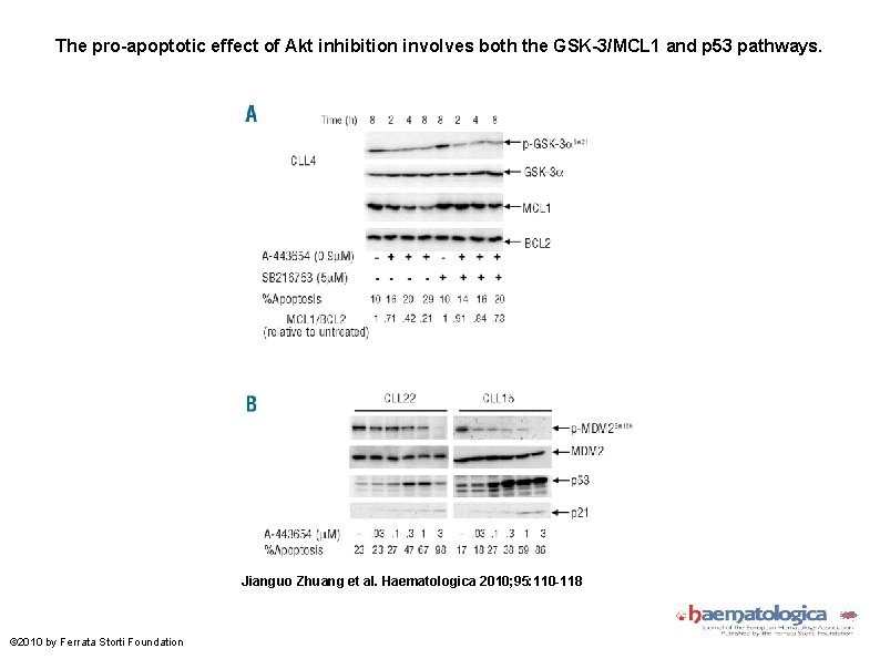 The pro-apoptotic effect of Akt inhibition involves both the GSK-3/MCL 1 and p 53