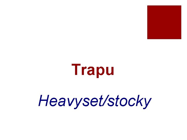Trapu Heavyset/stocky 