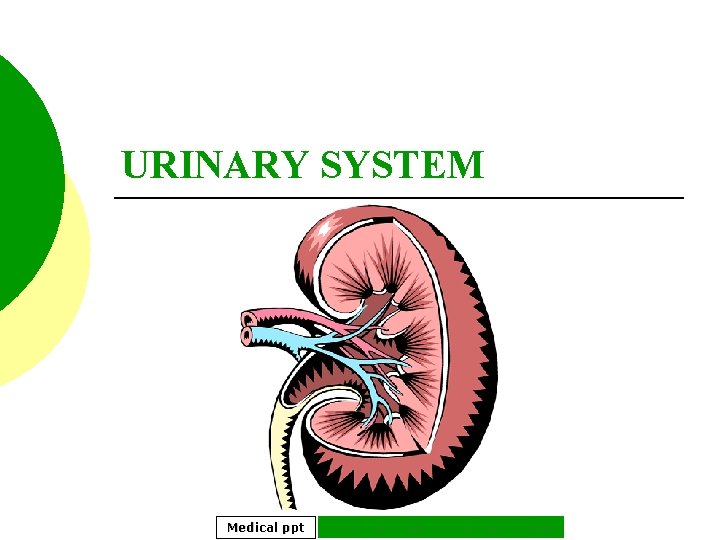 URINARY SYSTEM Medical ppt http: //hastaneciyiz. blogspot. com 