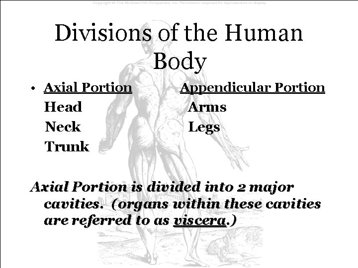 Divisions of the Human Body • Axial Portion Head Neck Trunk Appendicular Portion Arms Divisions of the Human Body • Axial Portion Head Neck Trunk Appendicular Portion Arms