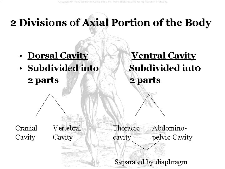2 Divisions of Axial Portion of the Body • Dorsal Cavity • Subdivided into 2 Divisions of Axial Portion of the Body • Dorsal Cavity • Subdivided into