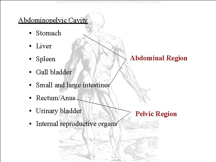 Abdominopelvic Cavity • Stomach • Liver • Spleen Abdominal Region • Gall bladder • Abdominopelvic Cavity • Stomach • Liver • Spleen Abdominal Region • Gall bladder •