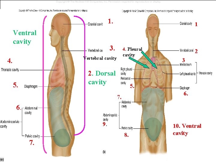 1. Ventral cavity 1 3. 4. Pleural cavity Vertebral cavity 4. 2. Dorsal cavity 1. Ventral cavity 1 3. 4. Pleural cavity Vertebral cavity 4. 2. Dorsal cavity