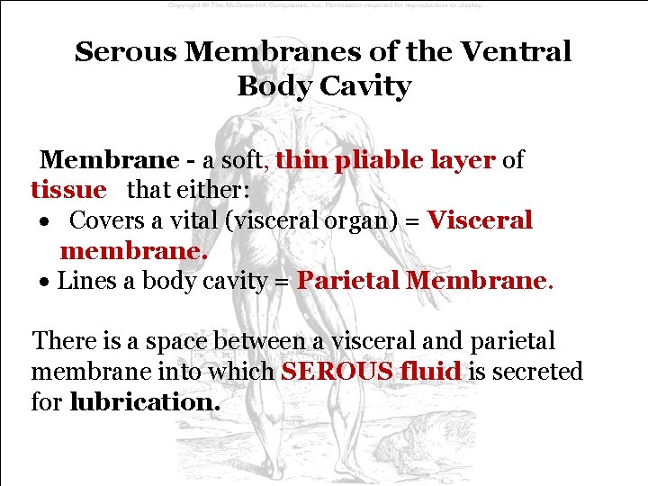 Serous Membranes of the Ventral Body Cavity Membrane - a soft, thin pliable layer Serous Membranes of the Ventral Body Cavity Membrane - a soft, thin pliable layer