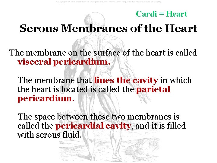 Cardi = Heart Serous Membranes of the Heart The membrane on the surface of Cardi = Heart Serous Membranes of the Heart The membrane on the surface of