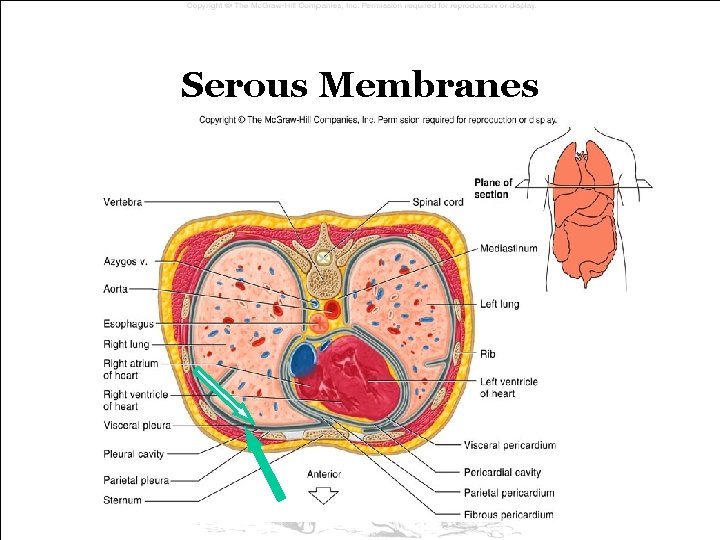 Serous Membranes Serous Membranes