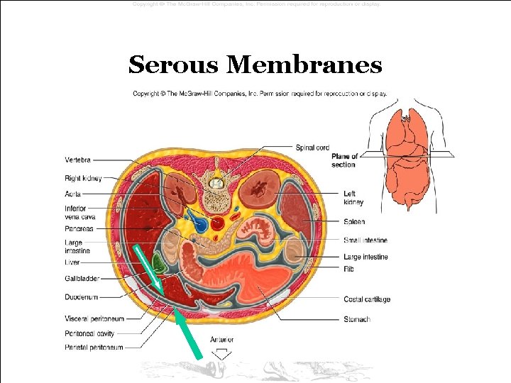 Serous Membranes Serous Membranes