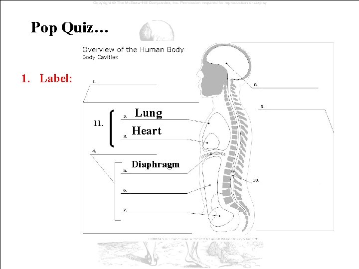 Pop Quiz… 1. Label: 11. Lung Heart Diaphragm Pop Quiz… 1. Label: 11. Lung Heart Diaphragm