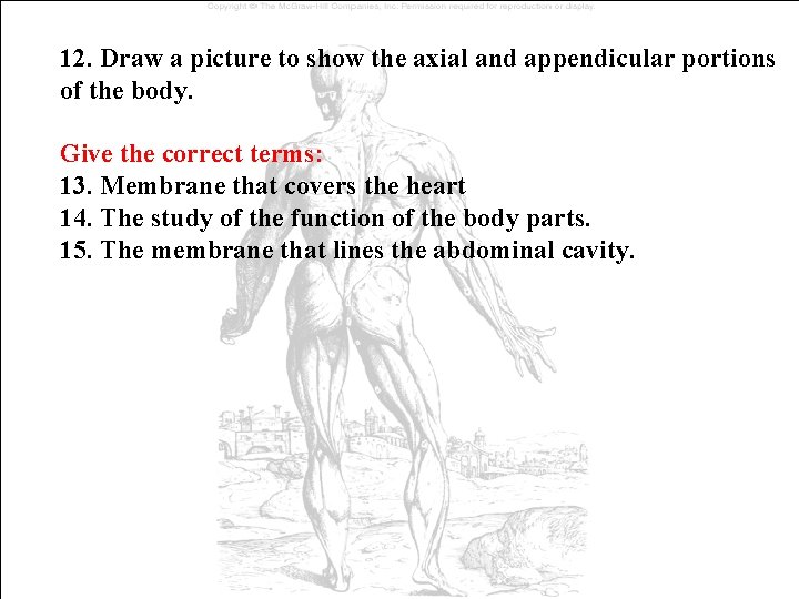 12. Draw a picture to show the axial and appendicular portions of the body. 12. Draw a picture to show the axial and appendicular portions of the body.