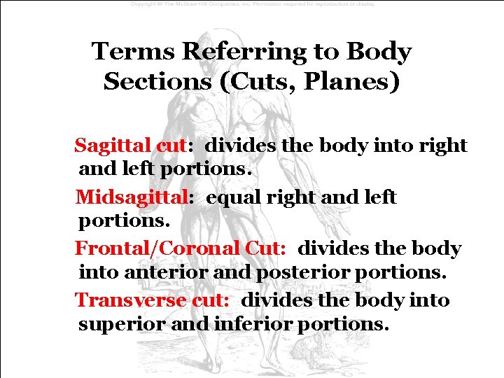 Terms Referring to Body Sections (Cuts, Planes) Sagittal cut: divides the body into right Terms Referring to Body Sections (Cuts, Planes) Sagittal cut: divides the body into right