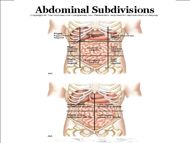 Abdominal Subdivisions Abdominal Subdivisions