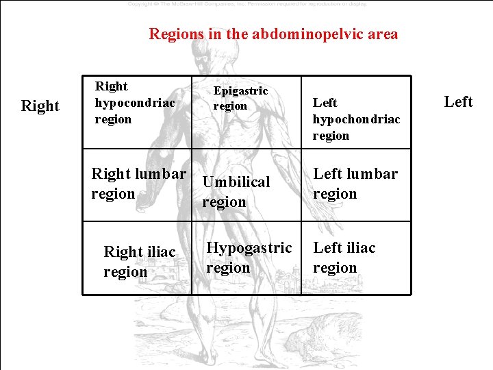 Regions in the abdominopelvic area Right hypocondriac region Epigastric region Right lumbar Umbilical region Regions in the abdominopelvic area Right hypocondriac region Epigastric region Right lumbar Umbilical region