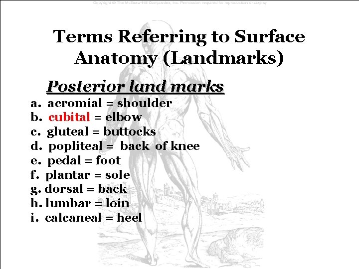 Terms Referring to Surface Anatomy (Landmarks) Posterior land marks a. acromial = shoulder b. Terms Referring to Surface Anatomy (Landmarks) Posterior land marks a. acromial = shoulder b.