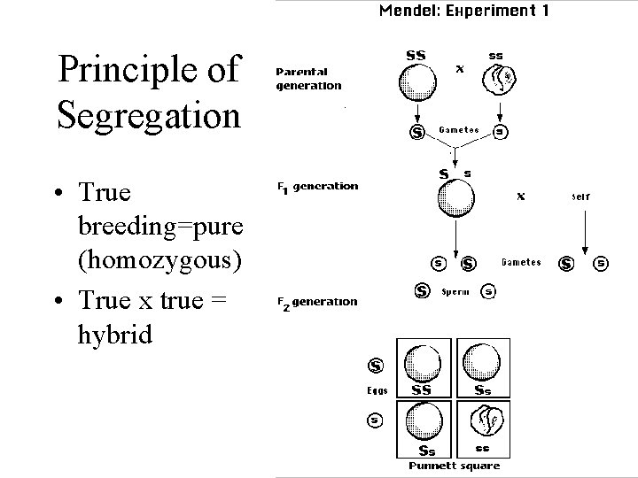Principle of Segregation • True breeding=pure (homozygous) • True x true = hybrid Principle of Segregation • True breeding=pure (homozygous) • True x true = hybrid