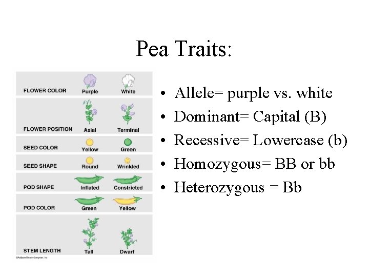 Pea Traits: • • • Allele= purple vs. white Dominant= Capital (B) Recessive= Lowercase Pea Traits: • • • Allele= purple vs. white Dominant= Capital (B) Recessive= Lowercase