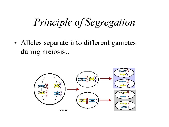Principle of Segregation • Alleles separate into different gametes during meiosis… Principle of Segregation • Alleles separate into different gametes during meiosis…