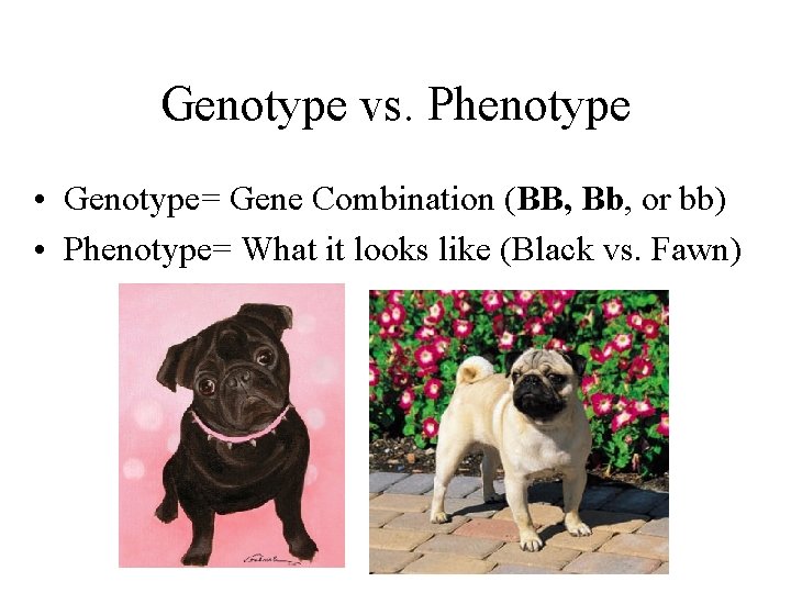Genotype vs. Phenotype • Genotype= Gene Combination (BB, Bb, or bb) • Phenotype= What Genotype vs. Phenotype • Genotype= Gene Combination (BB, Bb, or bb) • Phenotype= What
