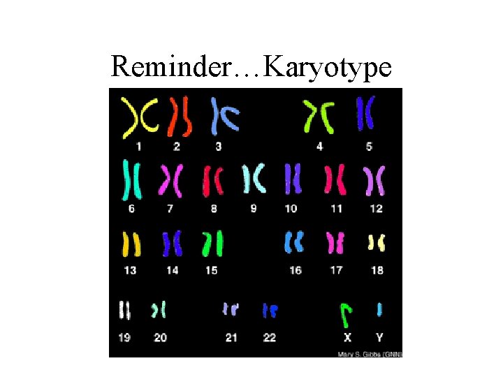Reminder…Karyotype Reminder…Karyotype