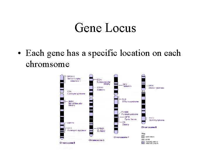 Gene Locus • Each gene has a specific location on each chromsome Gene Locus • Each gene has a specific location on each chromsome