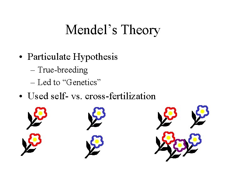 Mendel’s Theory • Particulate Hypothesis – True-breeding – Led to “Genetics” • Used self- Mendel’s Theory • Particulate Hypothesis – True-breeding – Led to “Genetics” • Used self-