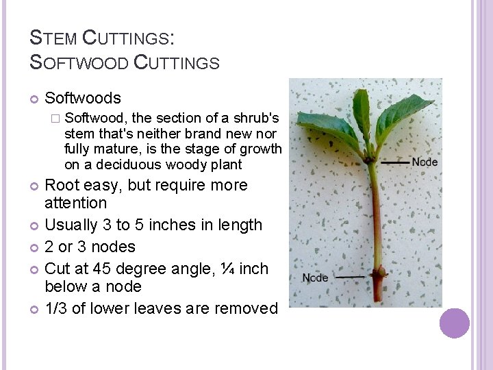 STEM CUTTINGS: SOFTWOOD CUTTINGS Softwoods � Softwood, the section of a shrub's stem that's