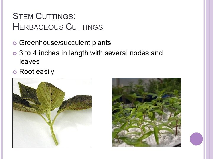 STEM CUTTINGS: HERBACEOUS CUTTINGS Greenhouse/succulent plants 3 to 4 inches in length with several