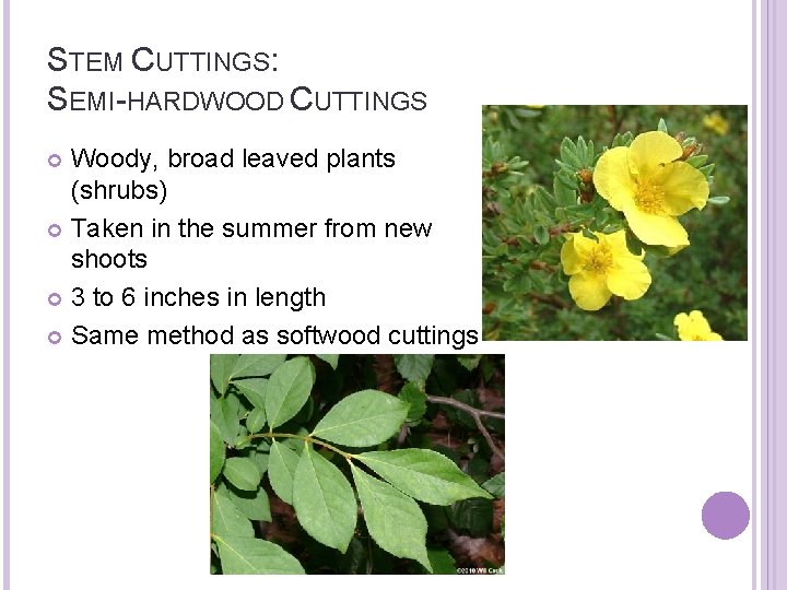 STEM CUTTINGS: SEMI-HARDWOOD CUTTINGS Woody, broad leaved plants (shrubs) Taken in the summer from