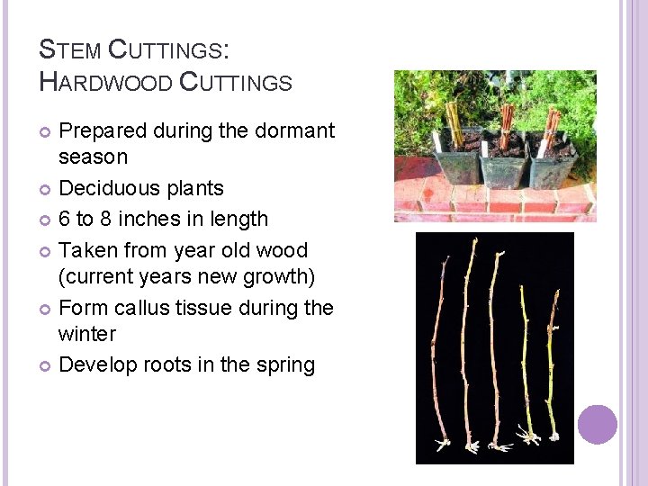 STEM CUTTINGS: HARDWOOD CUTTINGS Prepared during the dormant season Deciduous plants 6 to 8