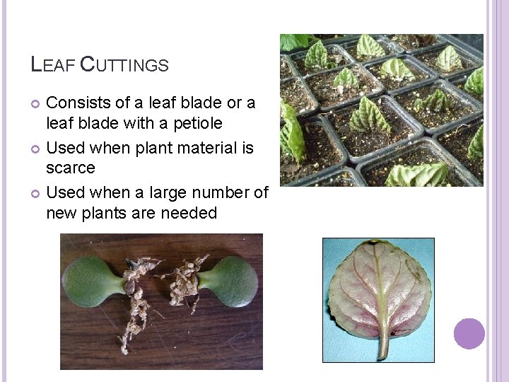 LEAF CUTTINGS Consists of a leaf blade or a leaf blade with a petiole