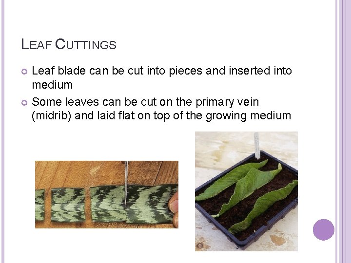 LEAF CUTTINGS Leaf blade can be cut into pieces and inserted into medium Some