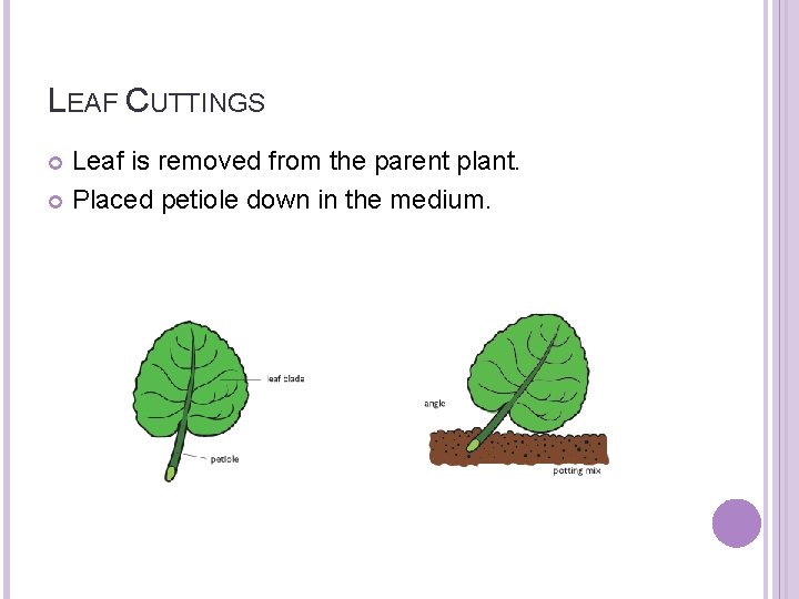 LEAF CUTTINGS Leaf is removed from the parent plant. Placed petiole down in the