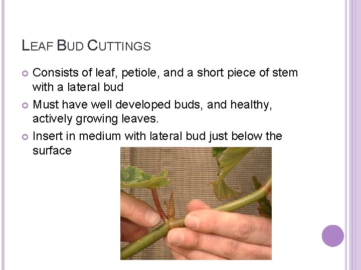 LEAF BUD CUTTINGS Consists of leaf, petiole, and a short piece of stem with