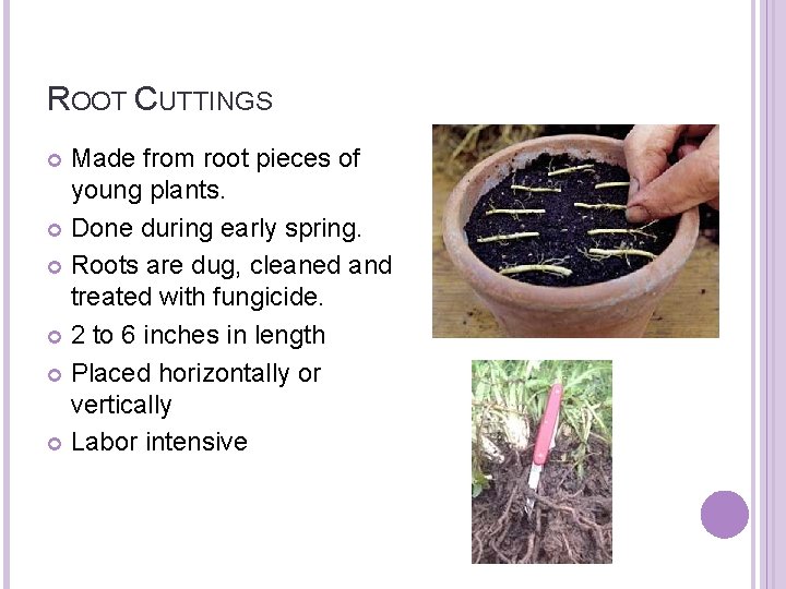 ROOT CUTTINGS Made from root pieces of young plants. Done during early spring. Roots