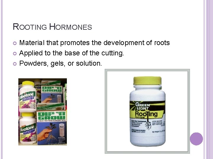 ROOTING HORMONES Material that promotes the development of roots Applied to the base of
